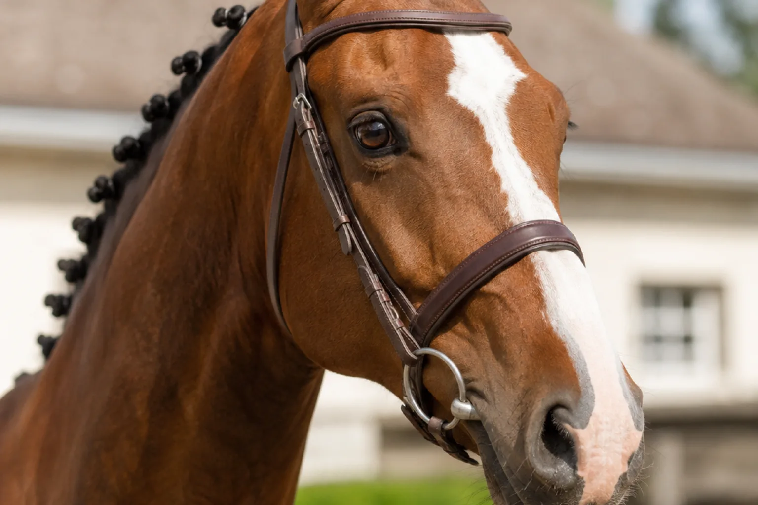 Primer plano de la cabeza de un caballo Selle Français, resaltando sus ojos vivaces y su perfil recto.