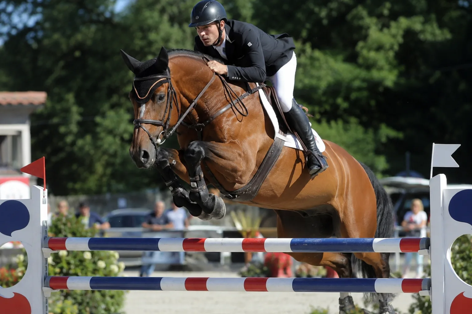 Caballo Selle Français en pleno salto de obstáculos, mostrando su potencia y agilidad en competición.