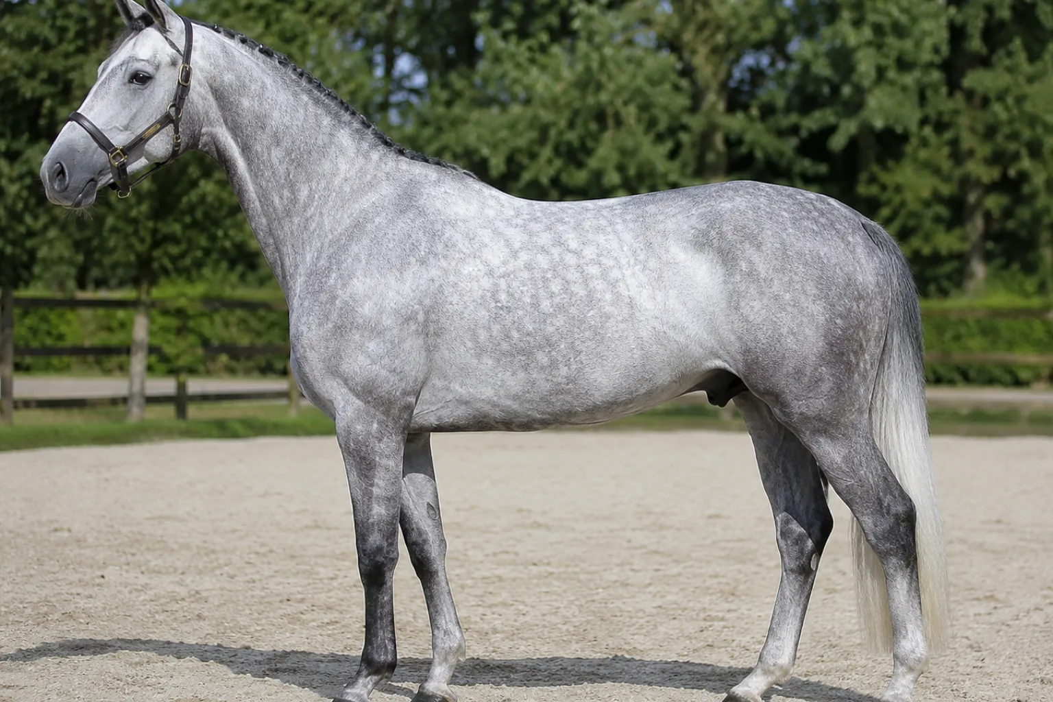 Caballo Selle Français de capa torda, resaltando el color de su capa y la calidad de sus crines.