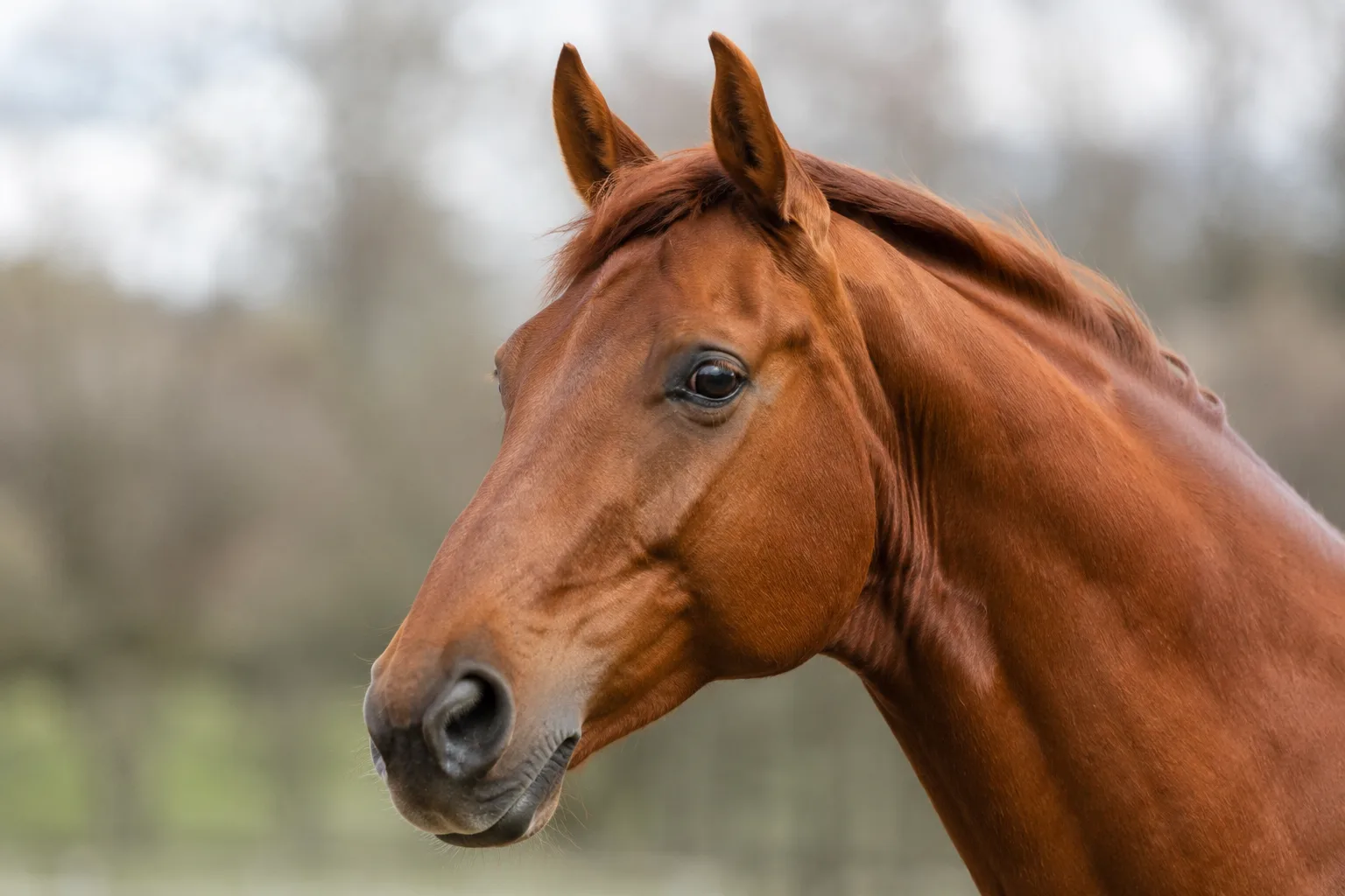 Retrato de primer plano de una cabeza de caballo Trakehner alazán, con una mirada viva y un perfil recto.
