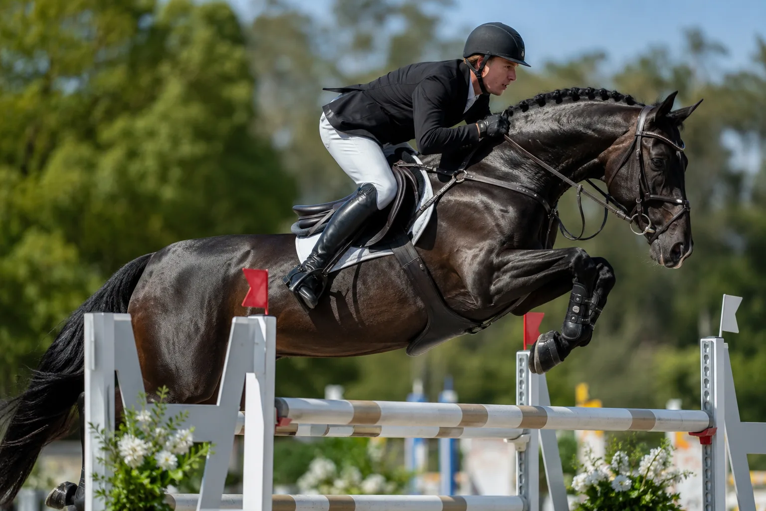 Caballo Trakehner a pleno galope, saltando un obstáculo en una competición de salto.