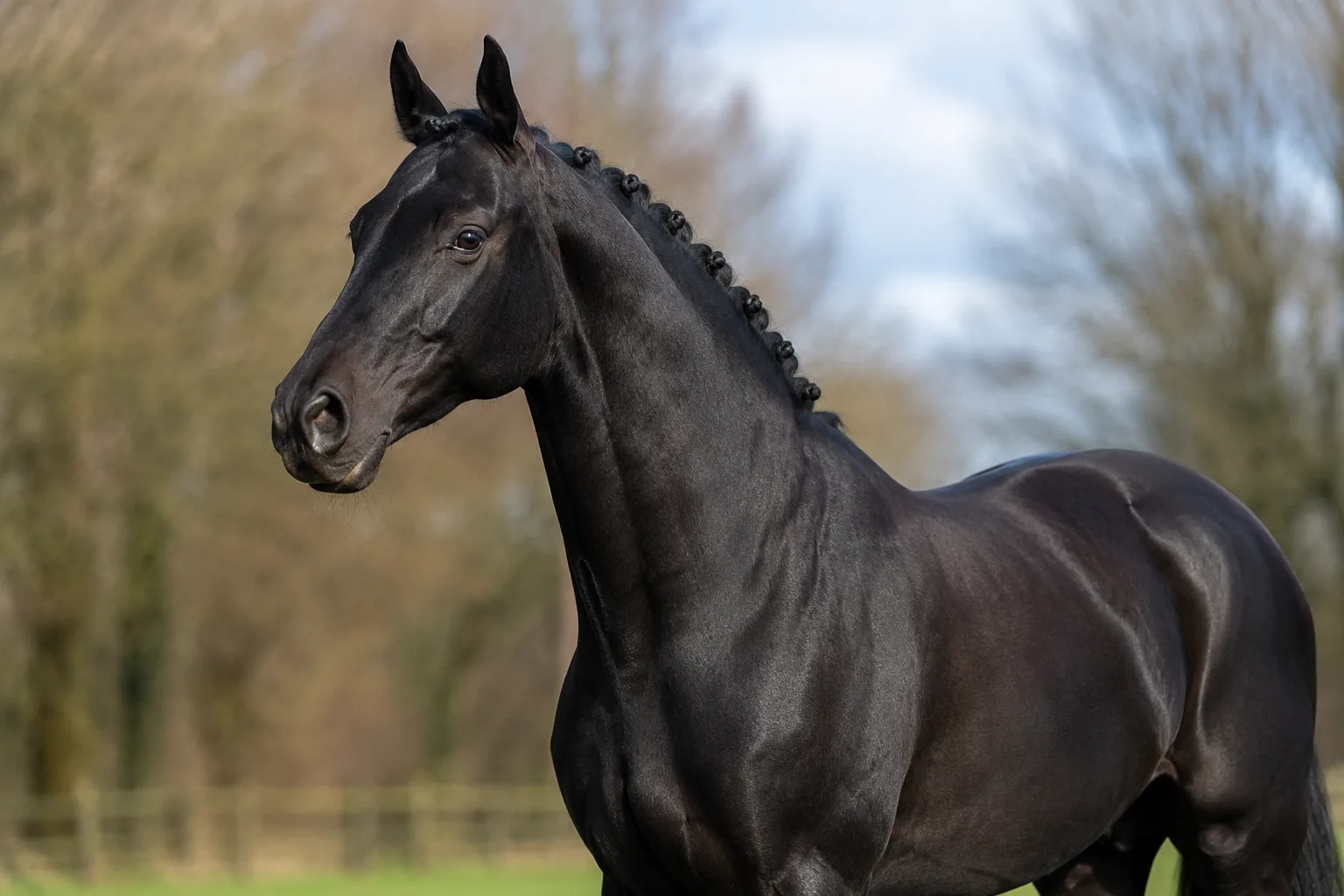 Caballo Trakehner negro, destacando el brillo de su capa y la elegancia de su cuello.