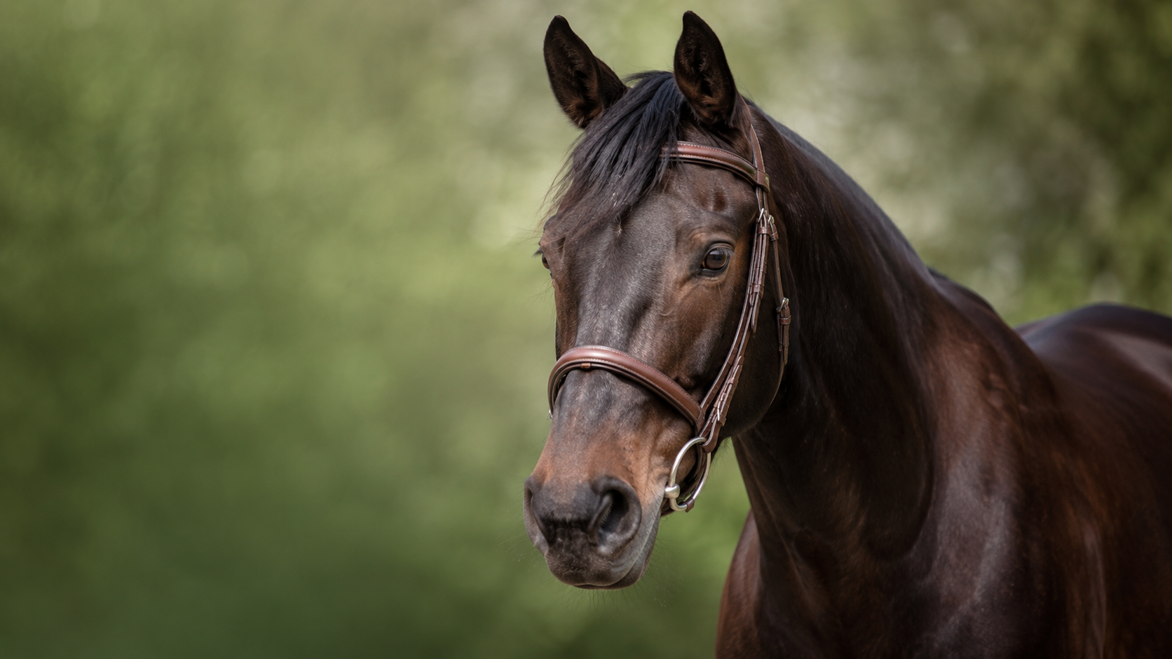 Contattare Equio : cura e gestione equina documentate con l'app Equio. Documentation équine avec Equio, l'application d'aide à la décision pour les chevaux.