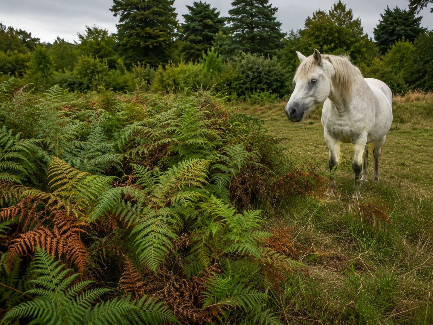 Amaranthe (Amaranthe réfléchie) : reconnaissance de plante toxique au pré, observation du contexte de pâture et gestion des risques. Application mobile Equio pour identifier les plantes toxiques au cheval.