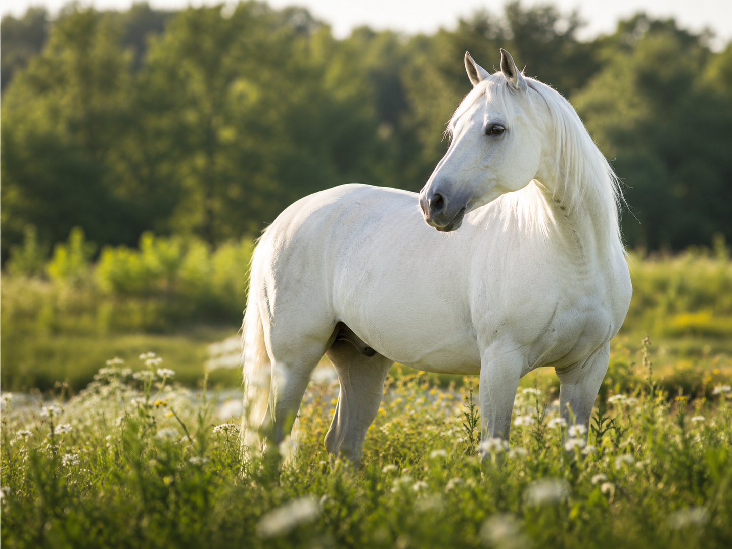 Warlander : identification de race équine, robe du cheval, morphologie et notation de l'état corporel. Gestion complète du profil et de l'identité du cheval.