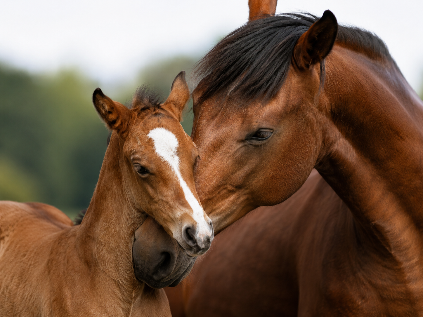 Freiberger : identification de race équine, robe du cheval, morphologie et notation de l'état corporel. Gestion complète du profil et de l'identité du cheval.