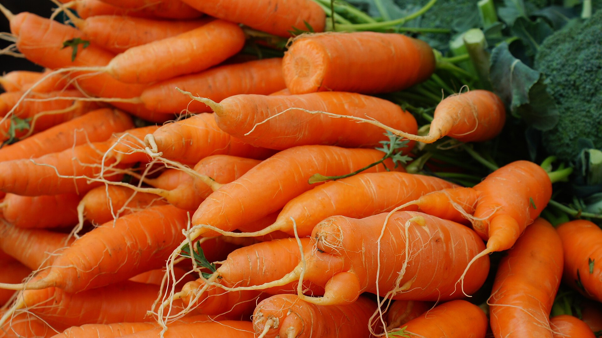 Carotte utilisé comme ingrédient d'alimentation équine