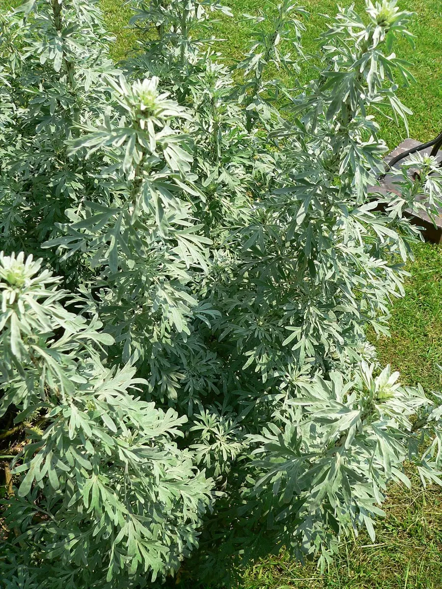 Absinthe (Artemisia absinthium)