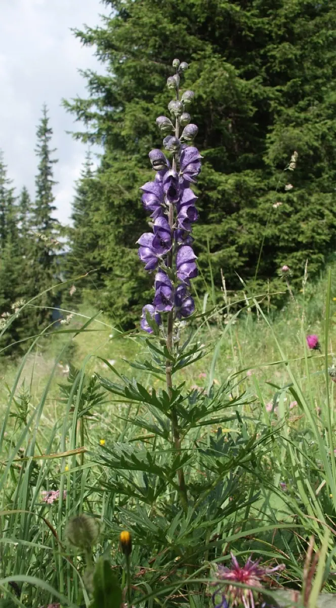 Aconit Napel (Aconitum napellus)