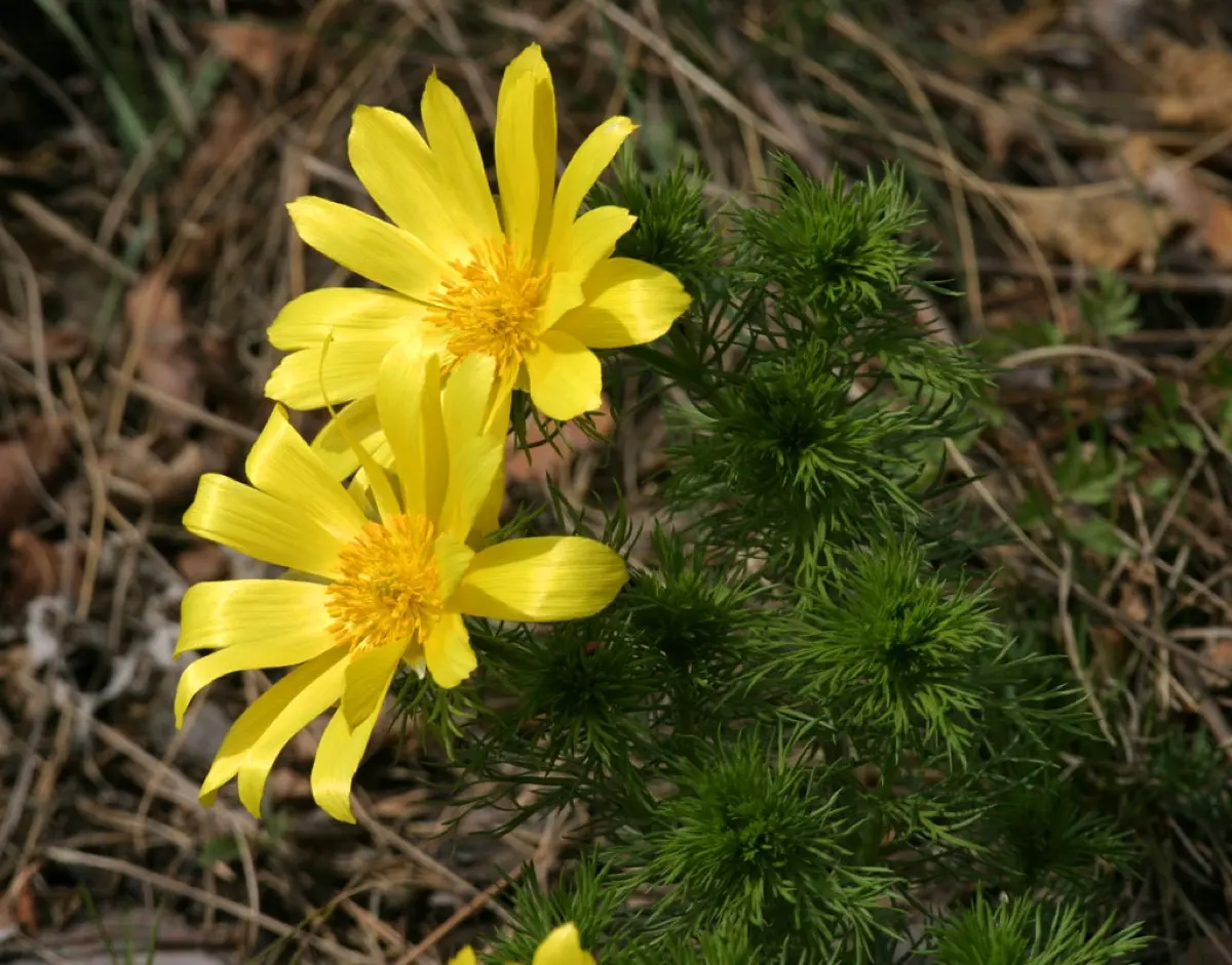 Adonis (de printemps / d'été) (Adonis vernalis / Adonis aestivalis)