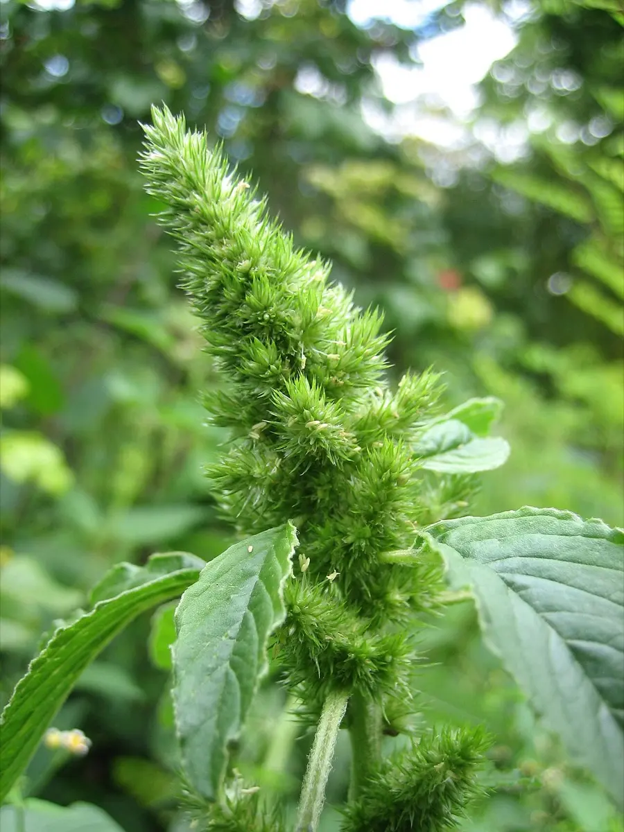 Amaranthe (Amaranthe réfléchie) (Amaranthus retroflexus)
