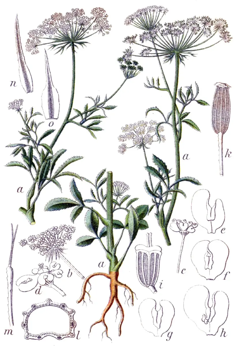 Ammi majeur (Ammi majus)