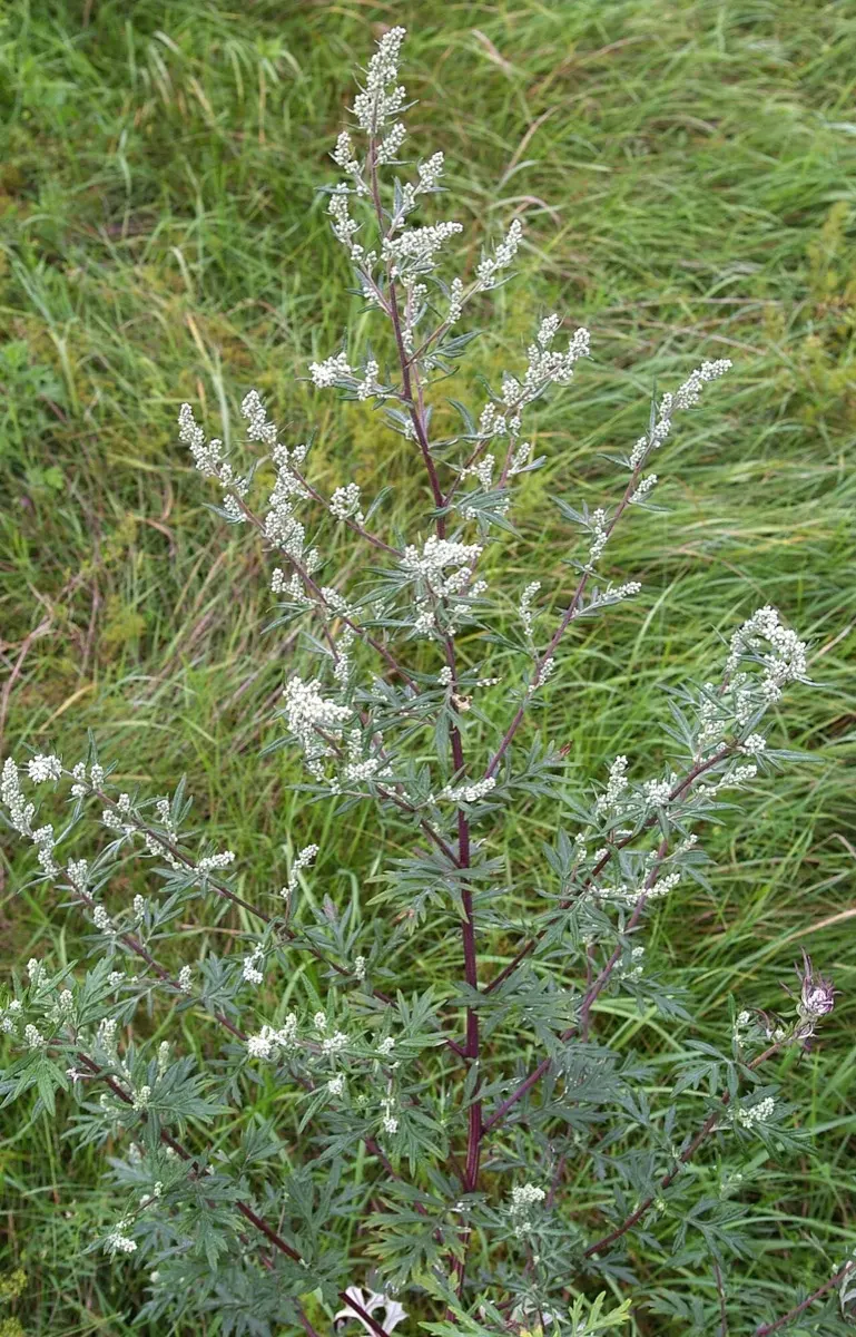Armoise commune (Artemisia vulgaris)