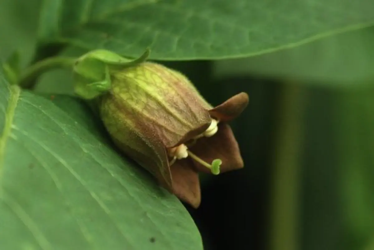 Belladone (Atropa belladonna)