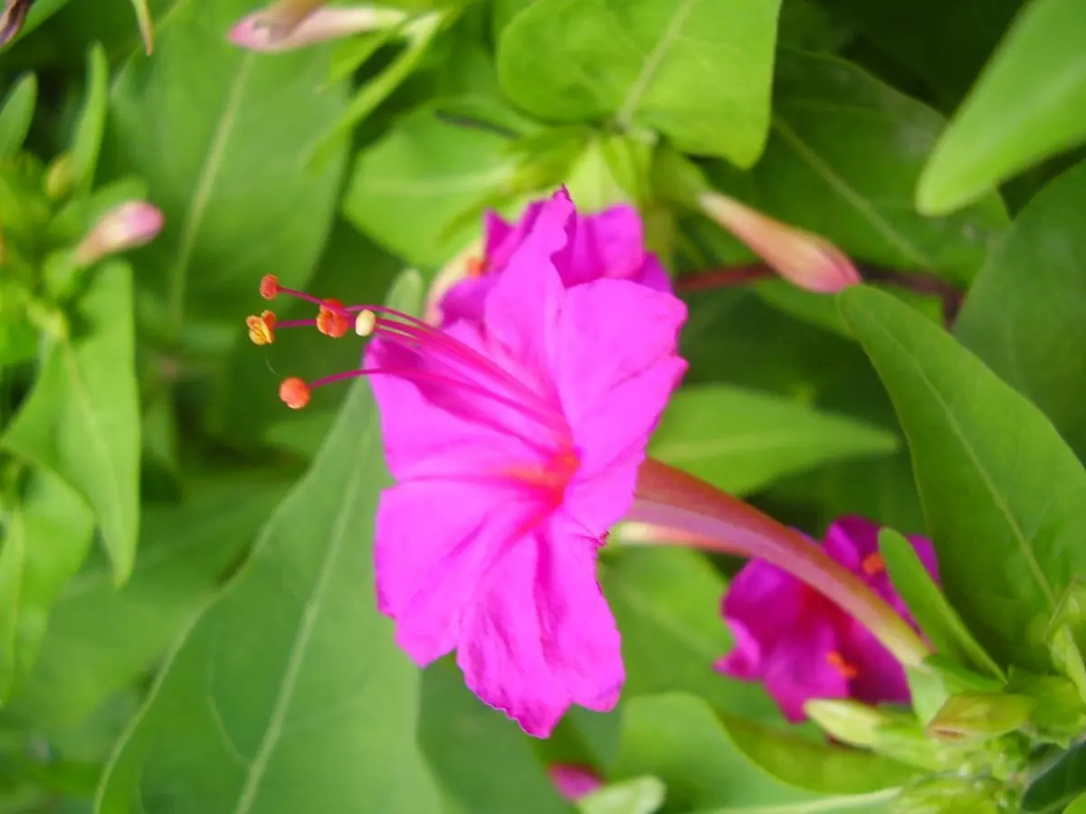 Belle-de-nuit (Mirabilis jalapa)