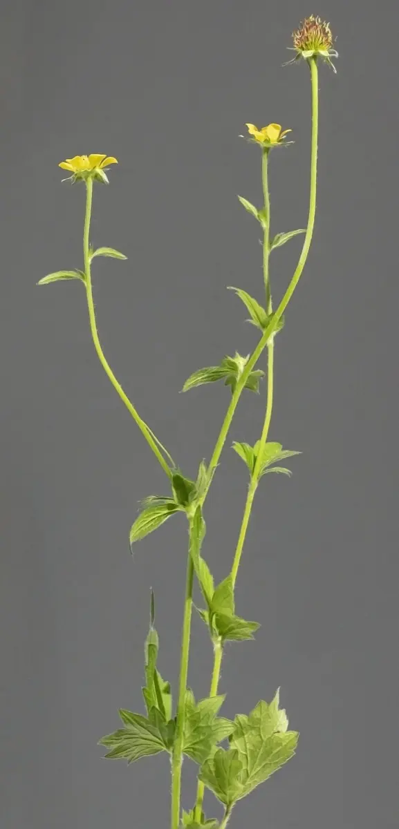 Benoîte urbaine (Herbe de Saint-Benoît) (Geum urbanum)