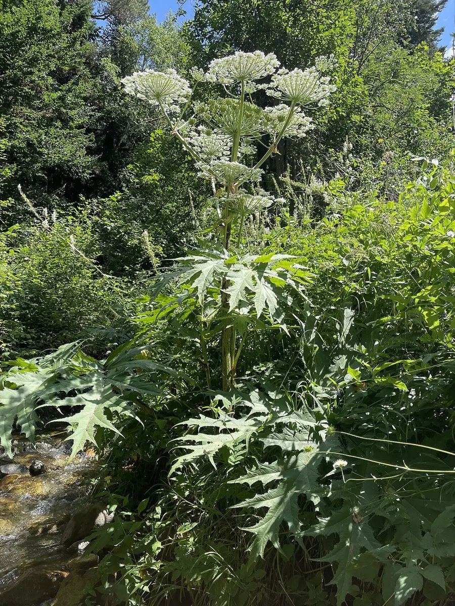 Berce du Caucase (Heracleum mantegazzianum)