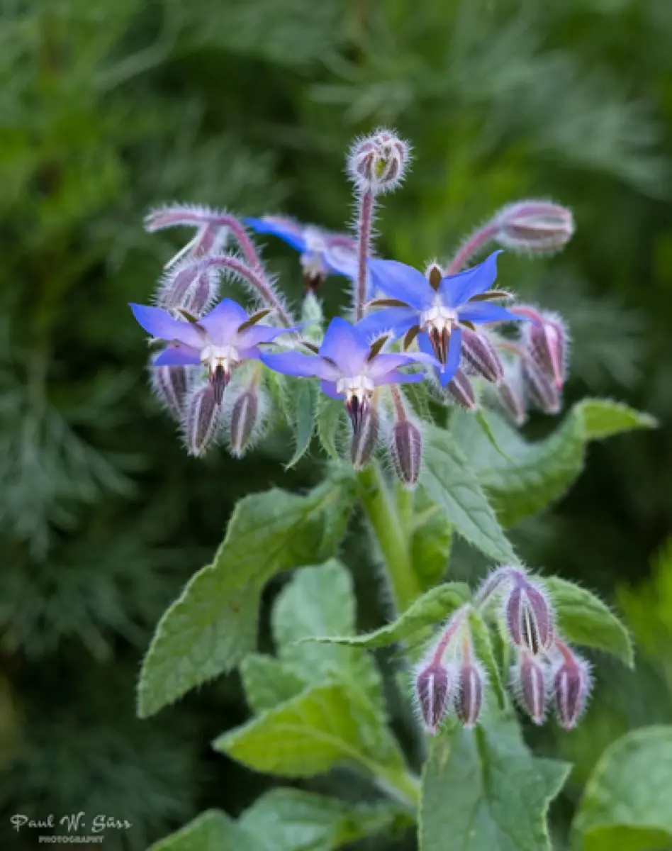 Bourrache officinale (Borago officinalis)