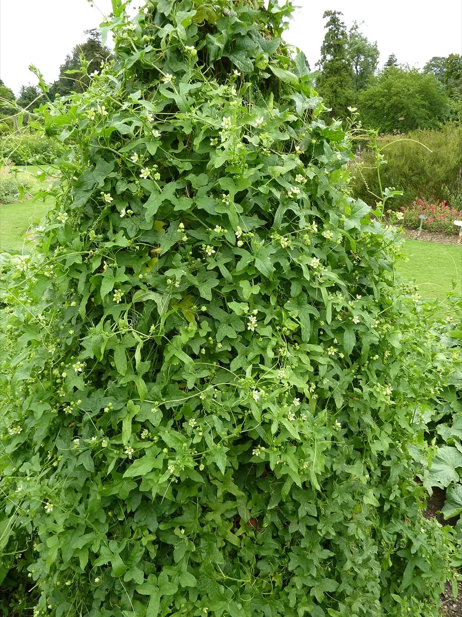 Bryone dioïque (Navet du diable) (Bryonia dioica)