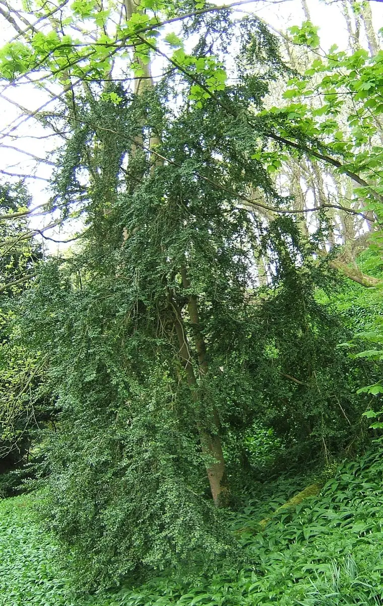 Buis (Buxus sempervirens)