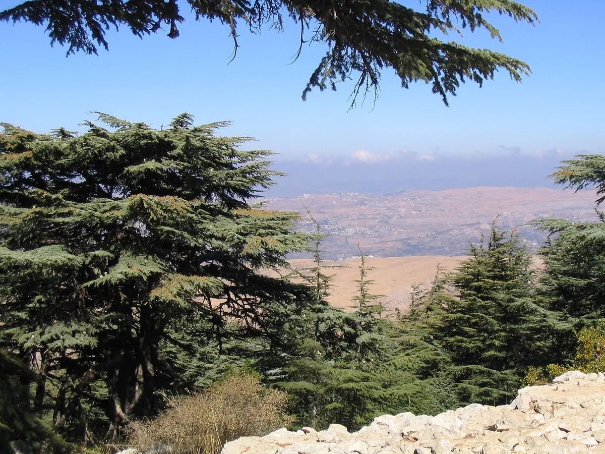 Cèdre (Cèdre du Liban, Cèdre de l'Atlas) (Cedrus spp.)