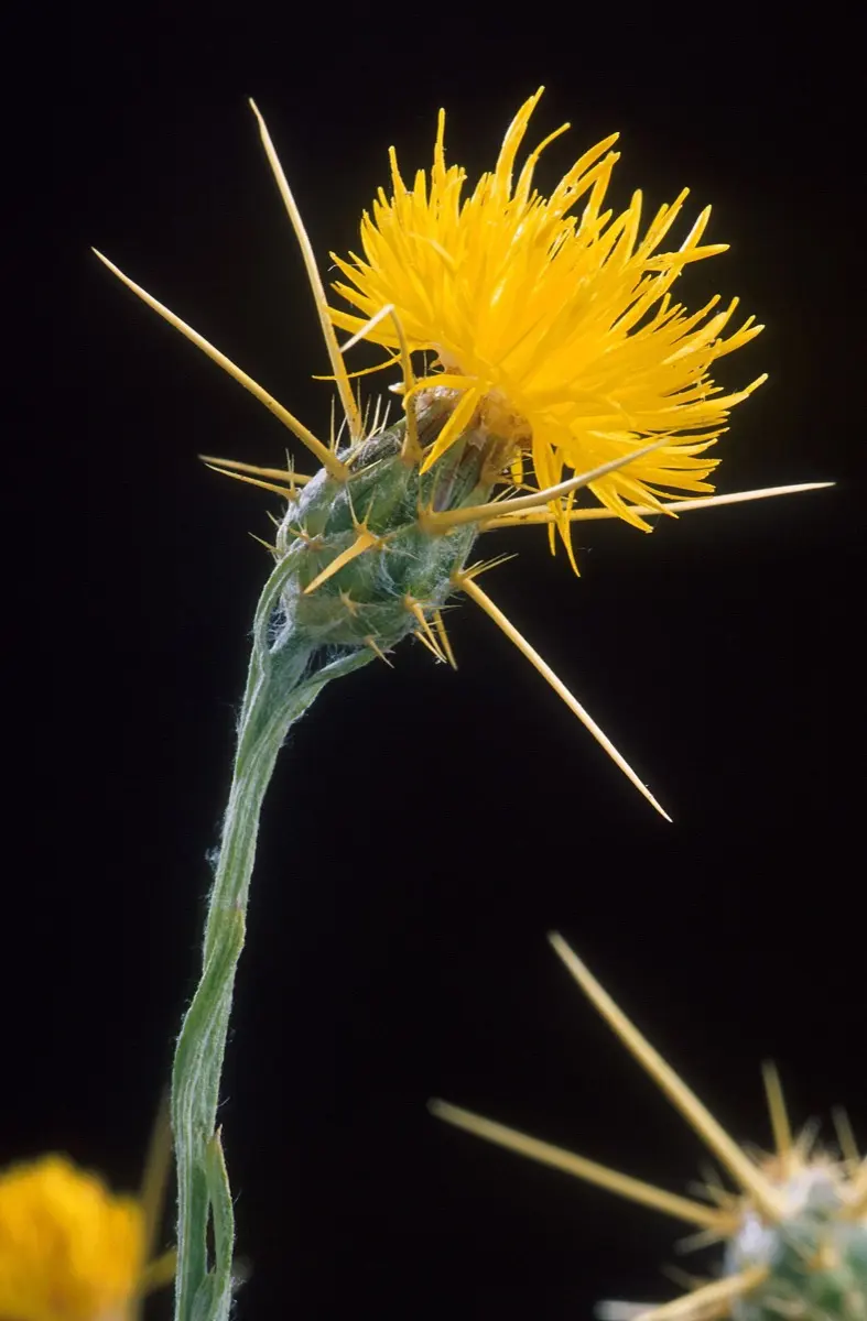 Centaurée du solstice (Centaurea solstitialis)