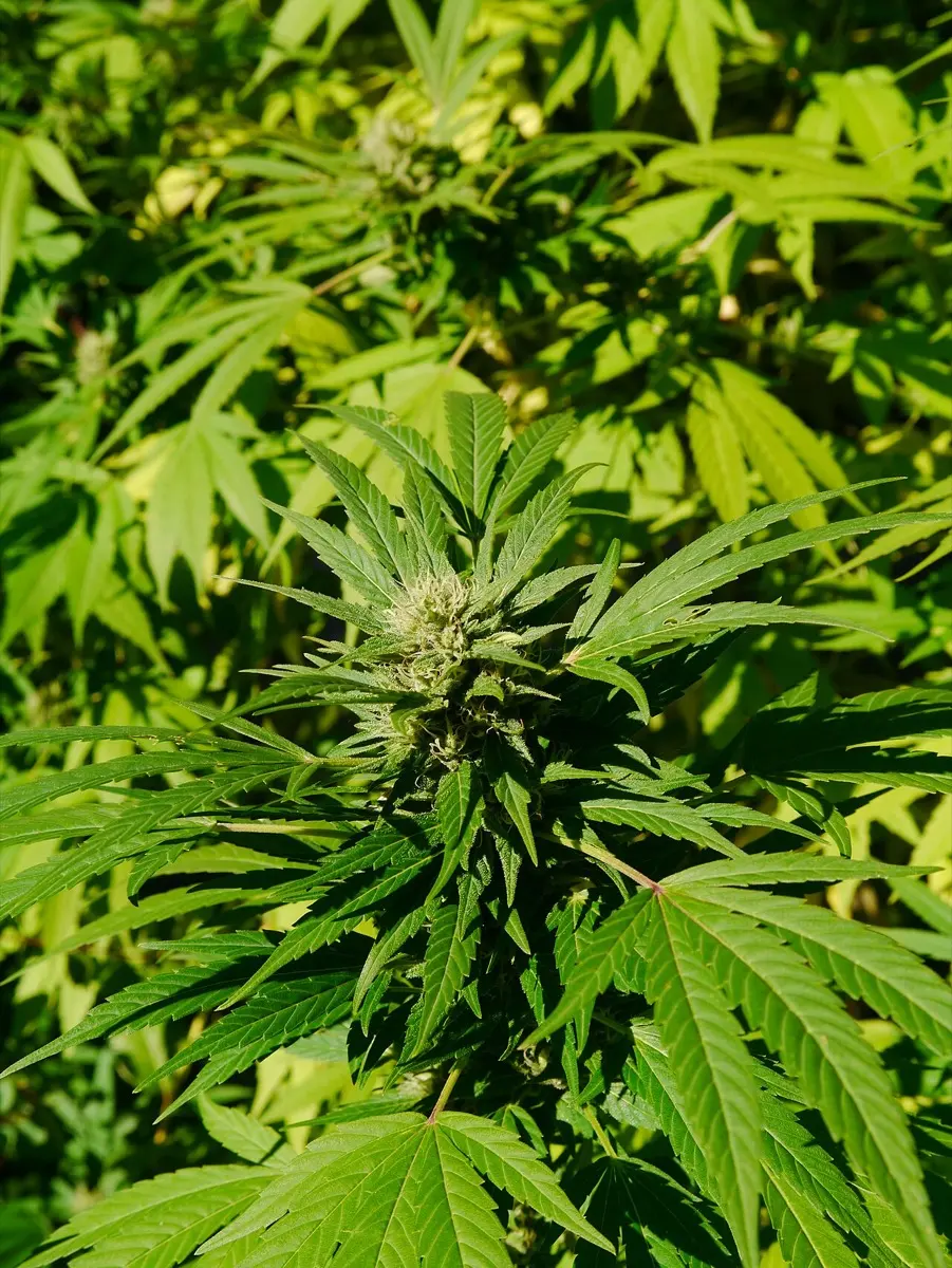 Chanvre sauvage (et cultivé) (Cannabis sativa)