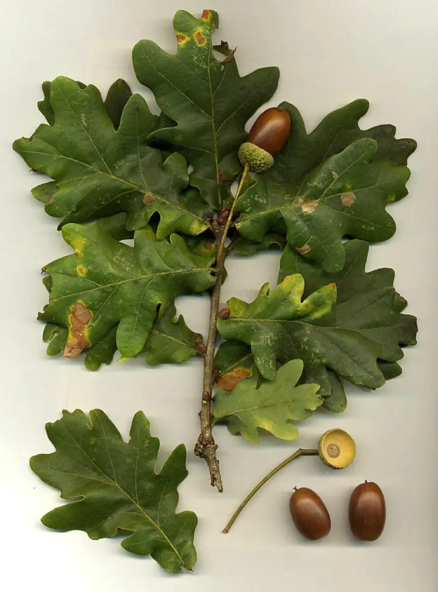Chêne (Glands et Bourgeons) (Quercus robur)