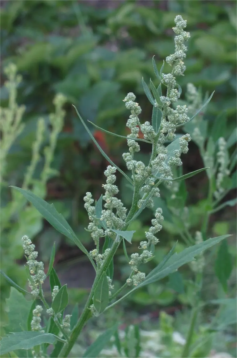 Chénopode blanc (Chenopodium album)