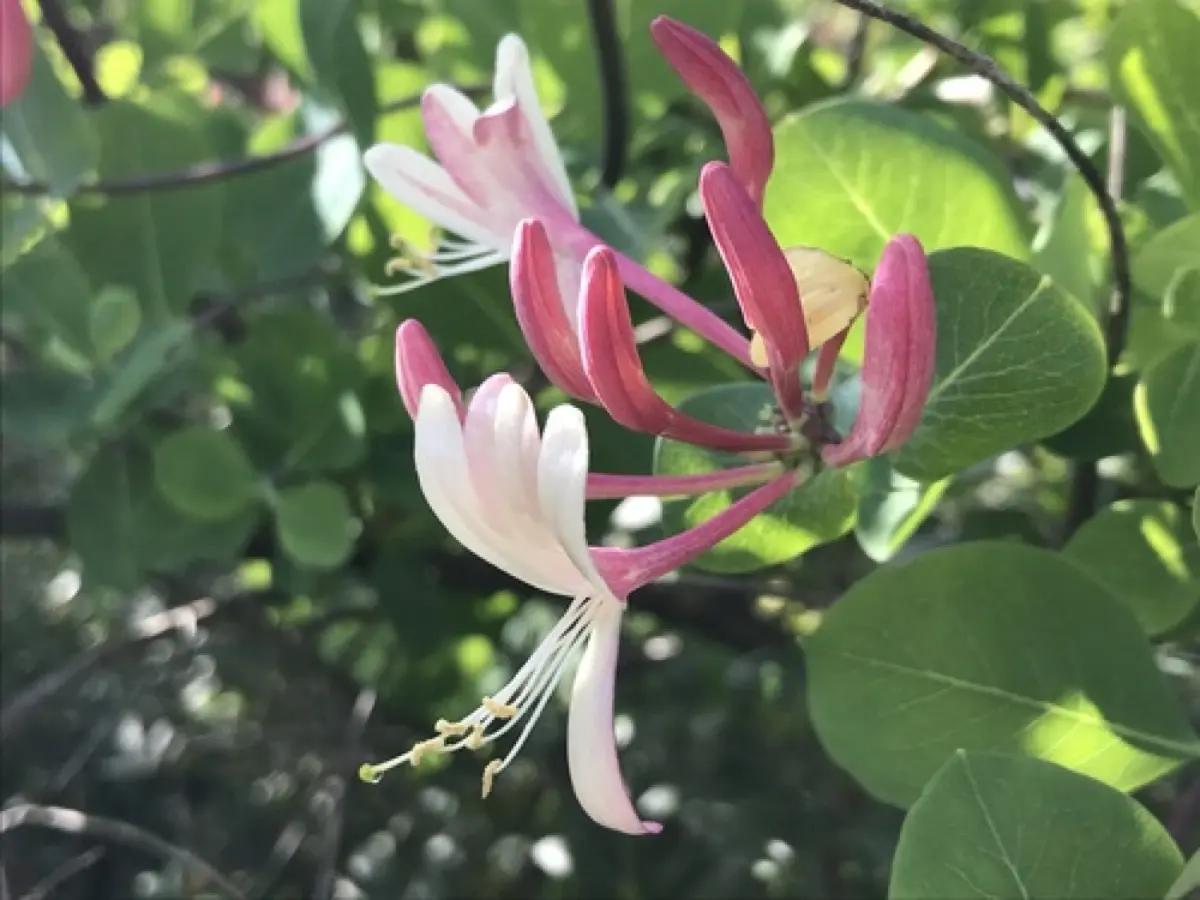 Chèvrefeuille (des haies et grimpant) (Lonicera spp.)