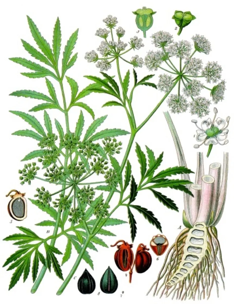 Cicutaire (Ciguë aquatique) (Cicuta virosa)