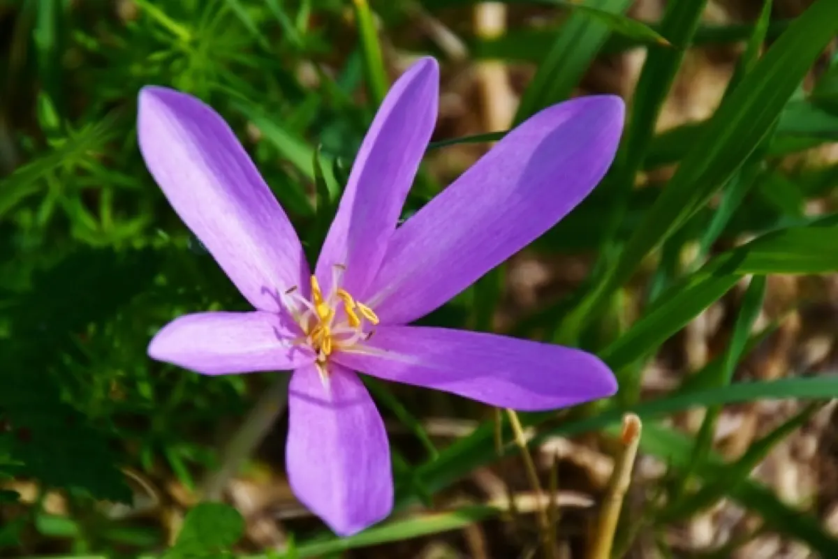 Colchique d'automne (Colchicum autumnale)