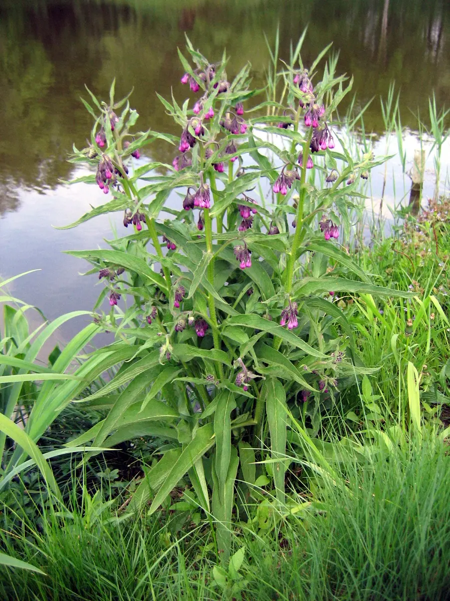 Consoude (Grande consoude) (Symphytum officinale)
