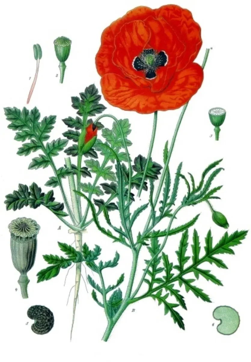 Coquelicot (Papaver rhoeas)