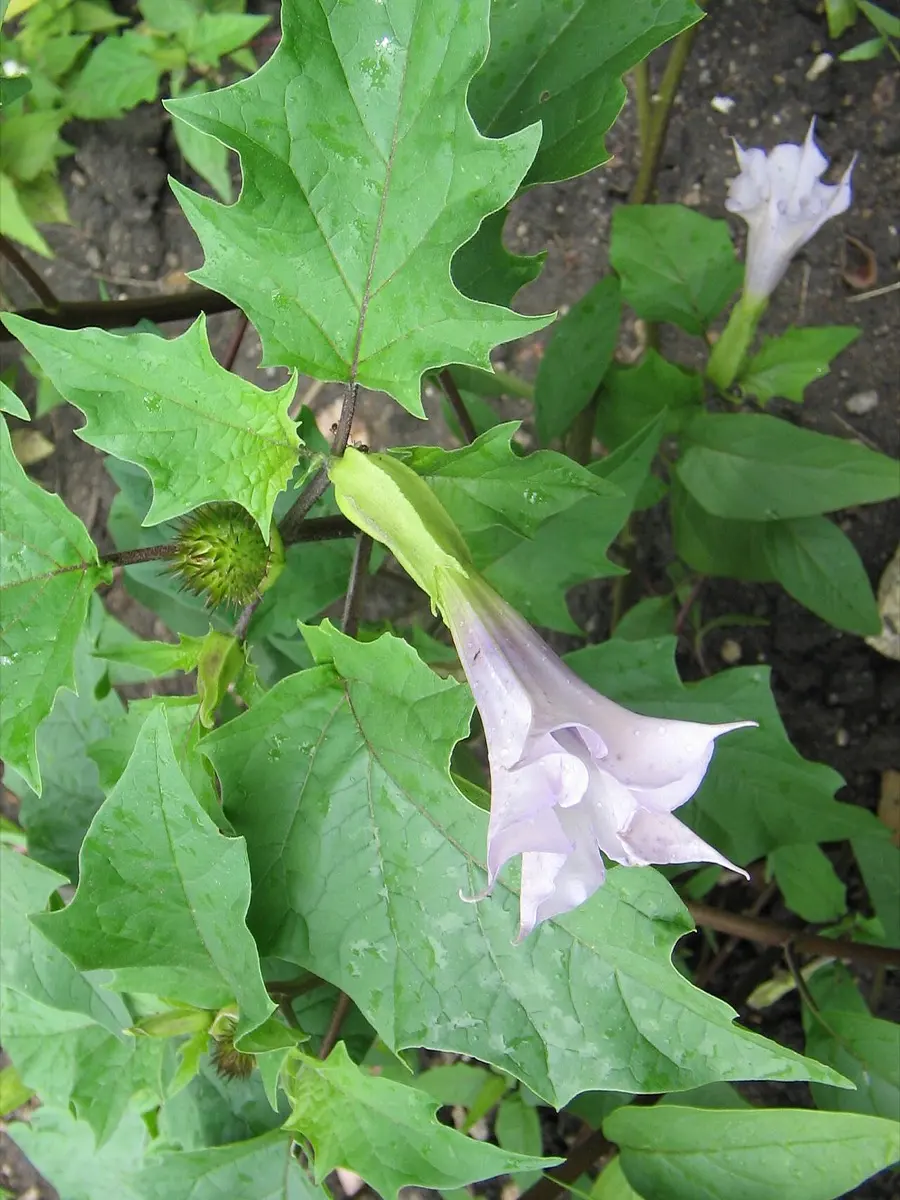 Datura Stramoine - Datura stramonium