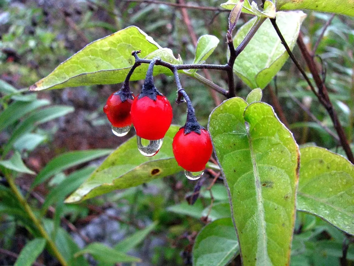 Douce-amère (Solanum dulcamara)