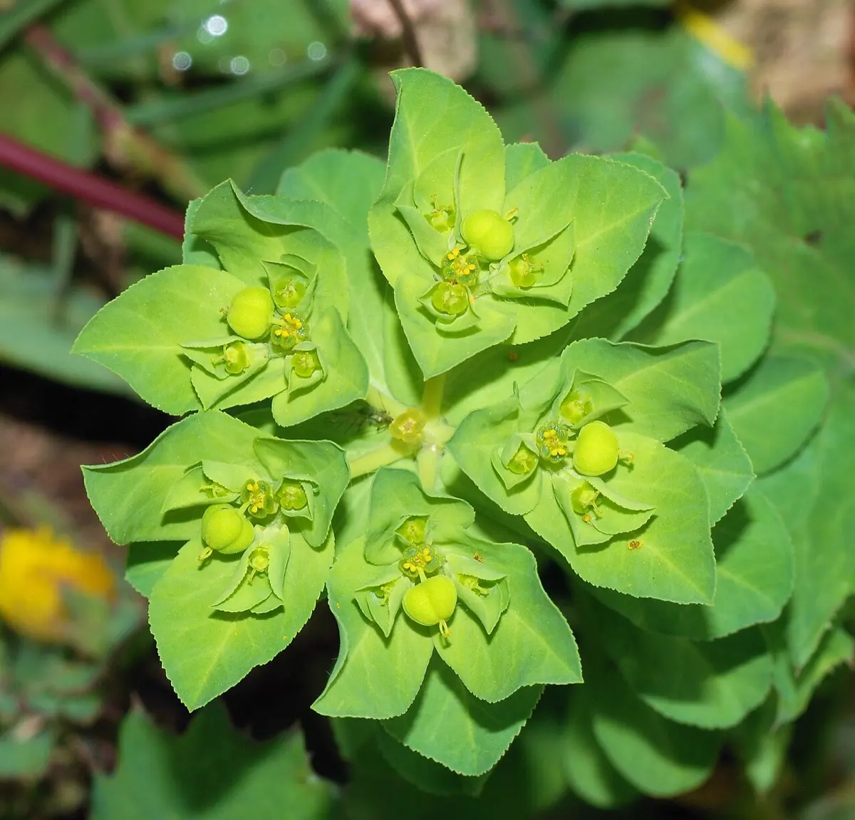 Euphorbe (Euphorbia spp.)