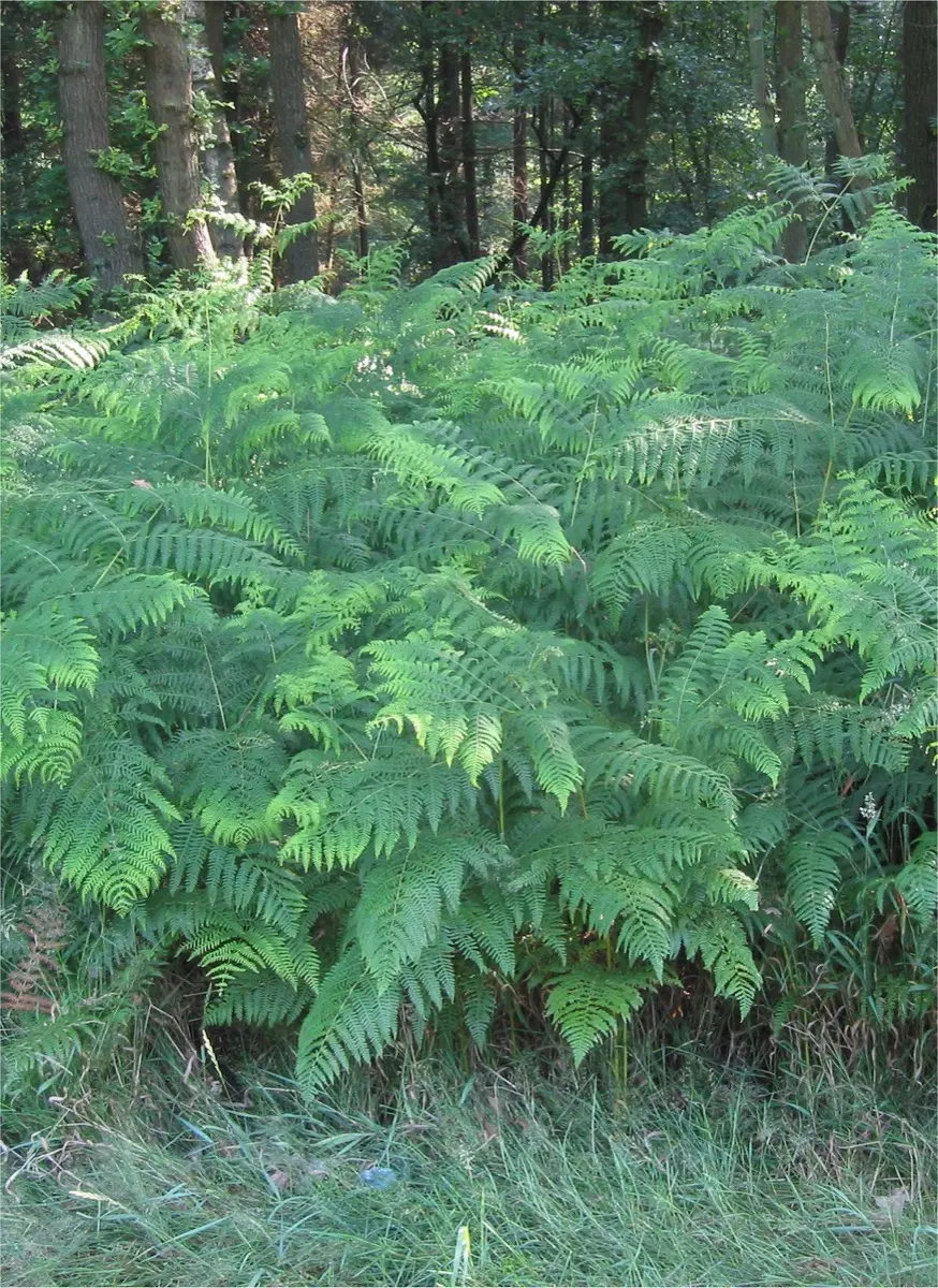 Fougère aigle (Pteridium aquilinum)