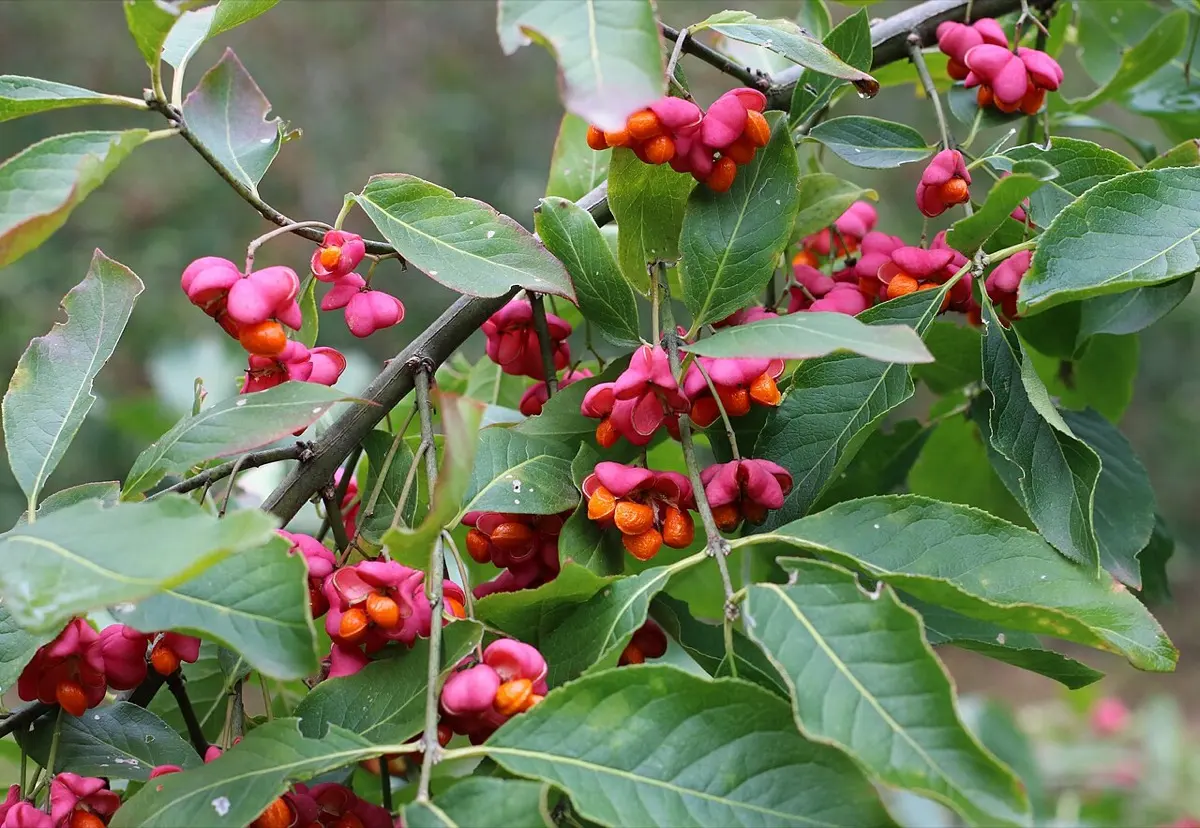 Fusain d'Europe (Bonnet d'évêque) (Euonymus europaeus)