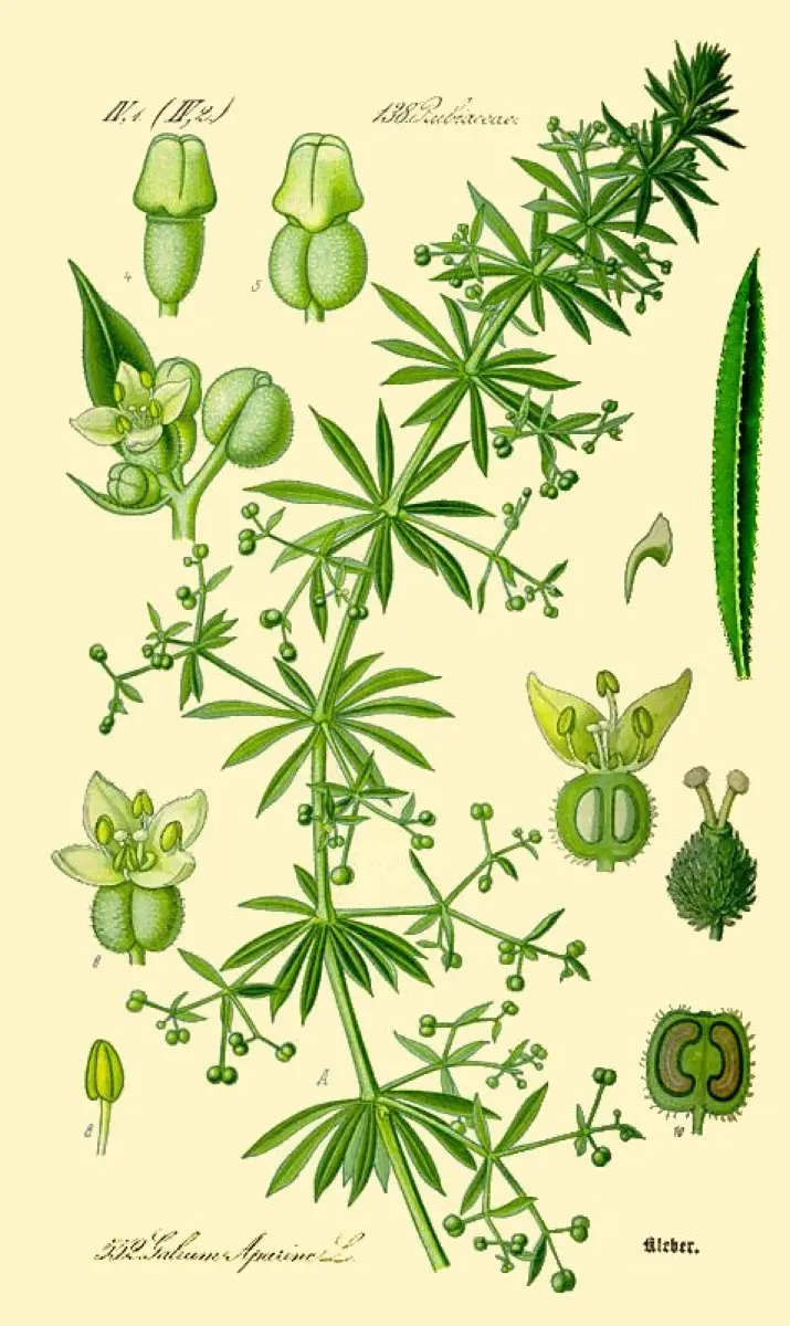 Gaillet gratteron (Galium aparine)