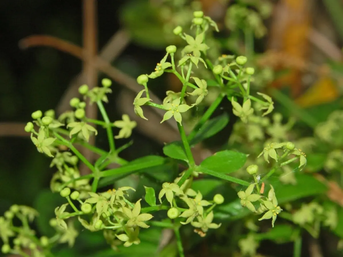 Garance voyageuse (Rubia peregrina)