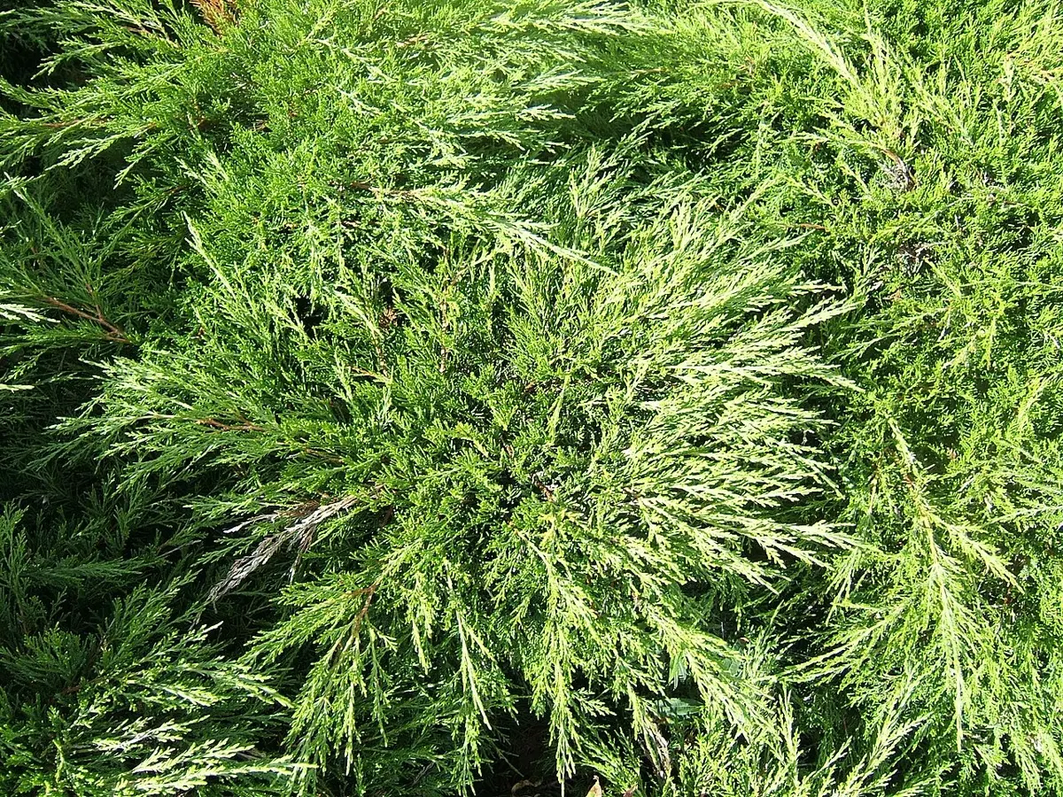 Genévrier sabine (Juniperus sabina)