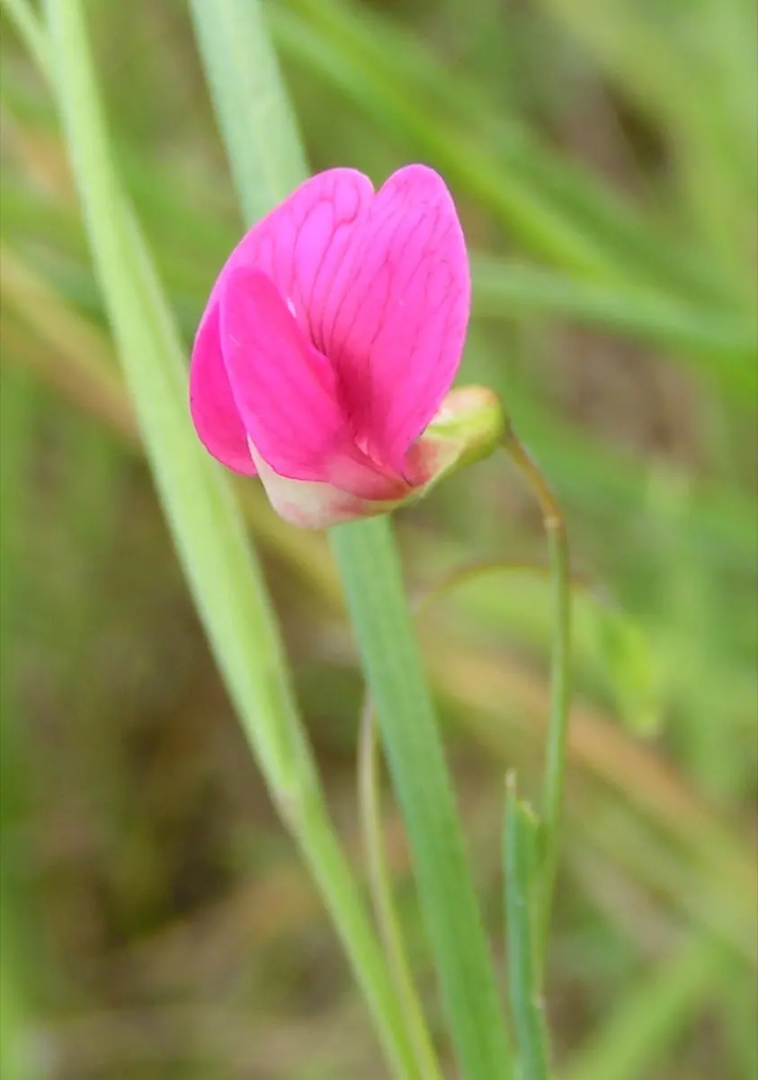 Gesse (Lathyrus spp.)