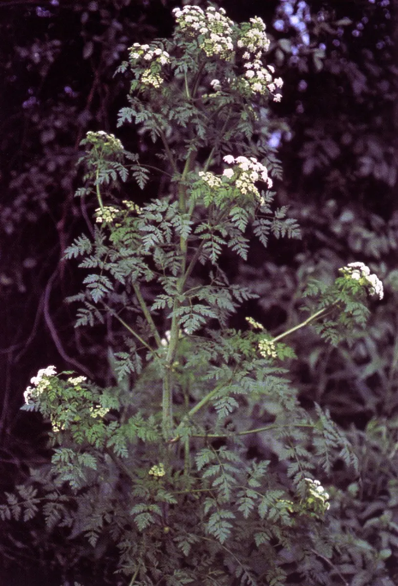 Grande Ciguë (Conium maculatum)
