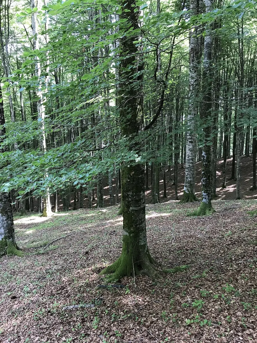 Hêtre commun (Fagus sylvatica)