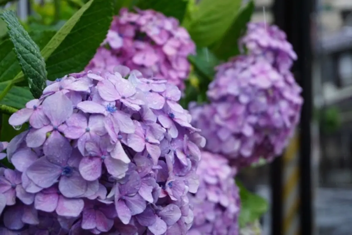 Hortensia (Hydrangea macrophylla)