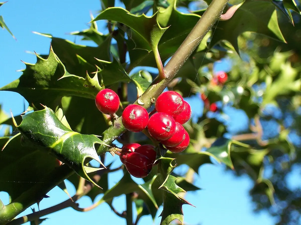 Houx (Ilex aquifolium)