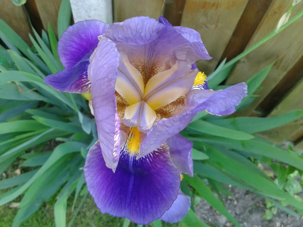 Iris (Iris des jardins, Iris fétide, Iris des marais) (Iris germanica / I. foetidissima / I. pseudacorus)