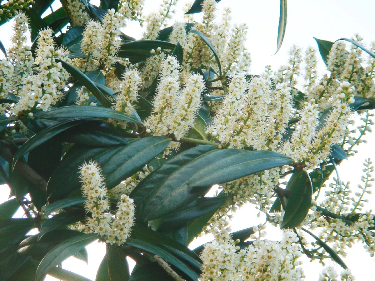 Laurier-cerise (Prunus laurocerasus)