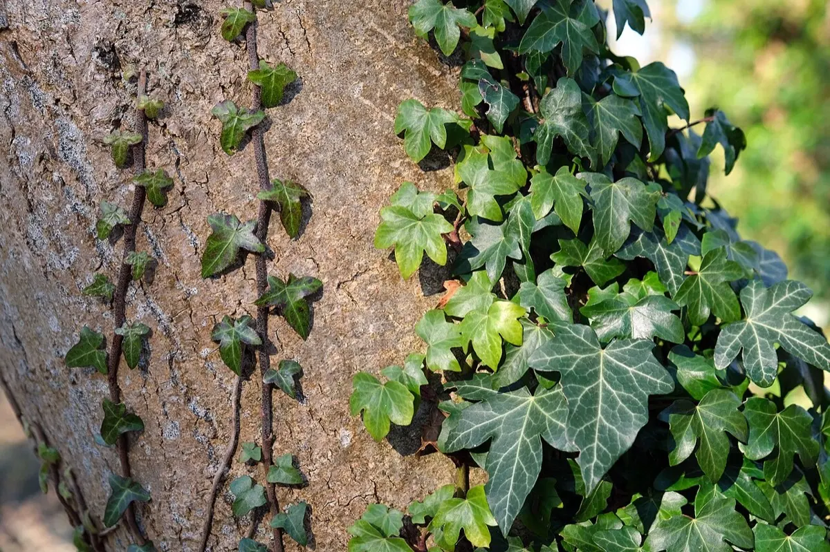 Lierre grimpant (Hedera helix)